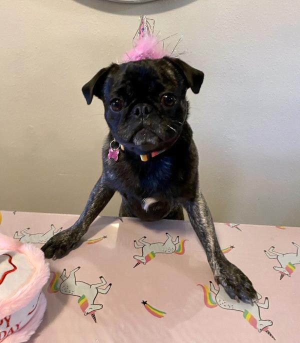 /images/uploads/pug nation rescue of los angeles/pugnation2024/entries/30971thumb.jpg